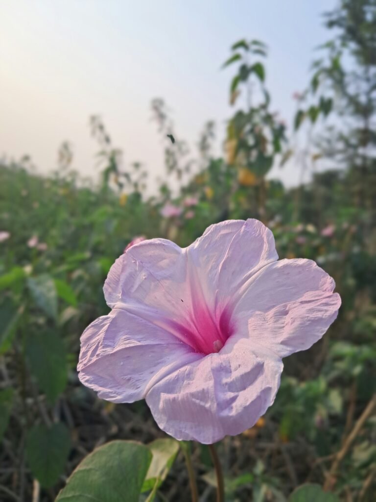 오징어 게임 시즌3 무궁화꽃